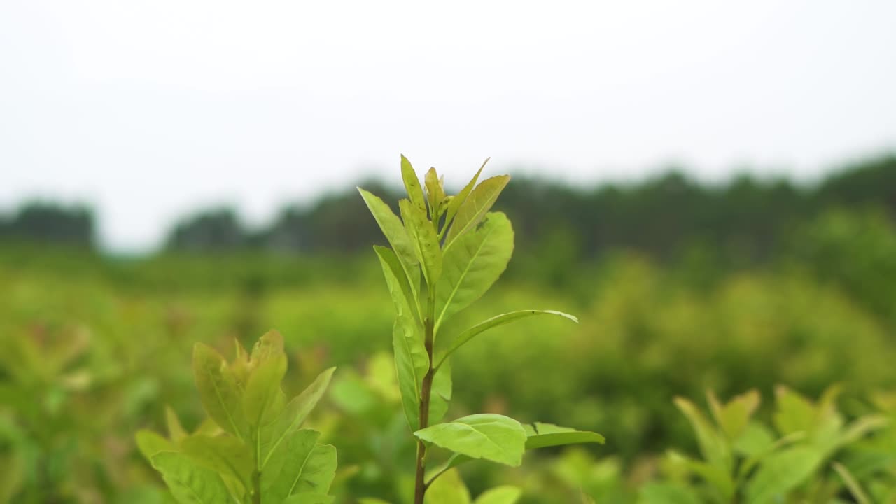 vista de cerca de la planta de yerba mate verde que está germinando