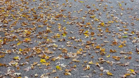 Persona-Anónima-Caminando-Sobre-Hojas-Amarillas-De-Otoño-En-El-Suelo