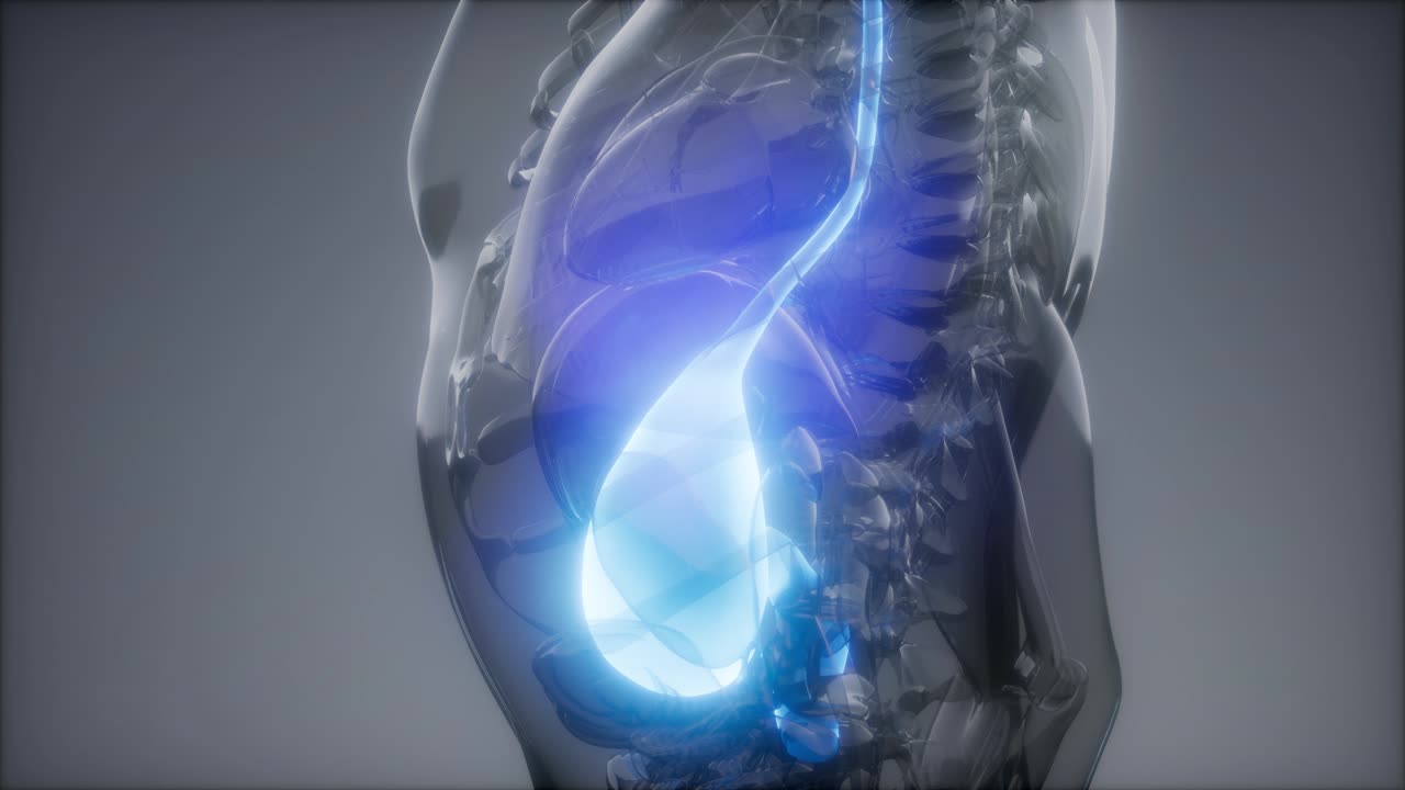 인간의 위 방사선 검사