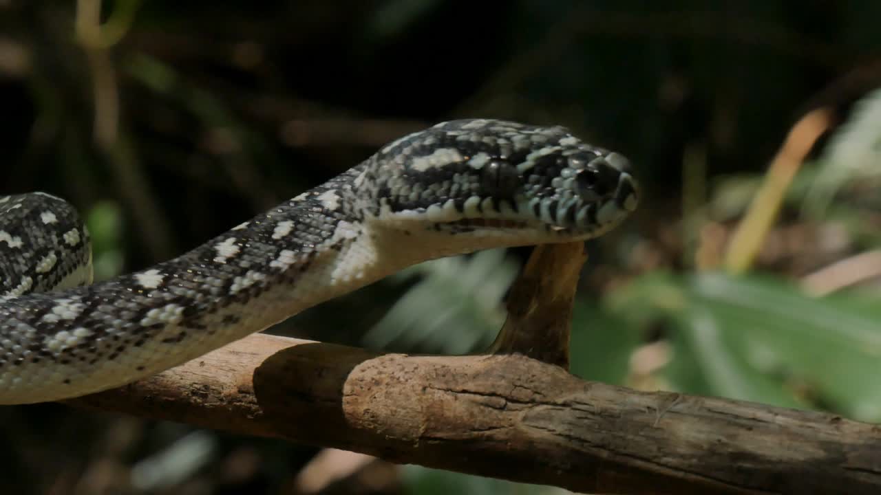 близкий взгляд на органы змеиной ямы, глаза и рот охоты - алмазный питон