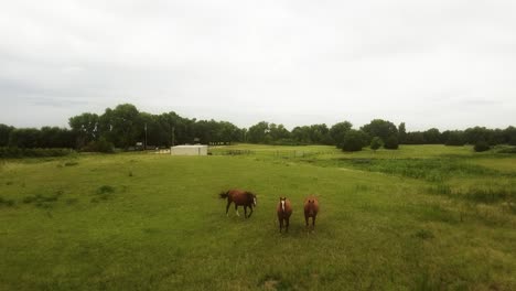 Antena-Lenta-Y-Baja-Sobre-Tres-Caballos-En-Un-Campo-De-Kansas