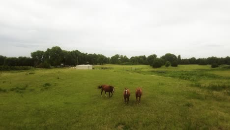 slow, low aerial over three horses in a kansas field