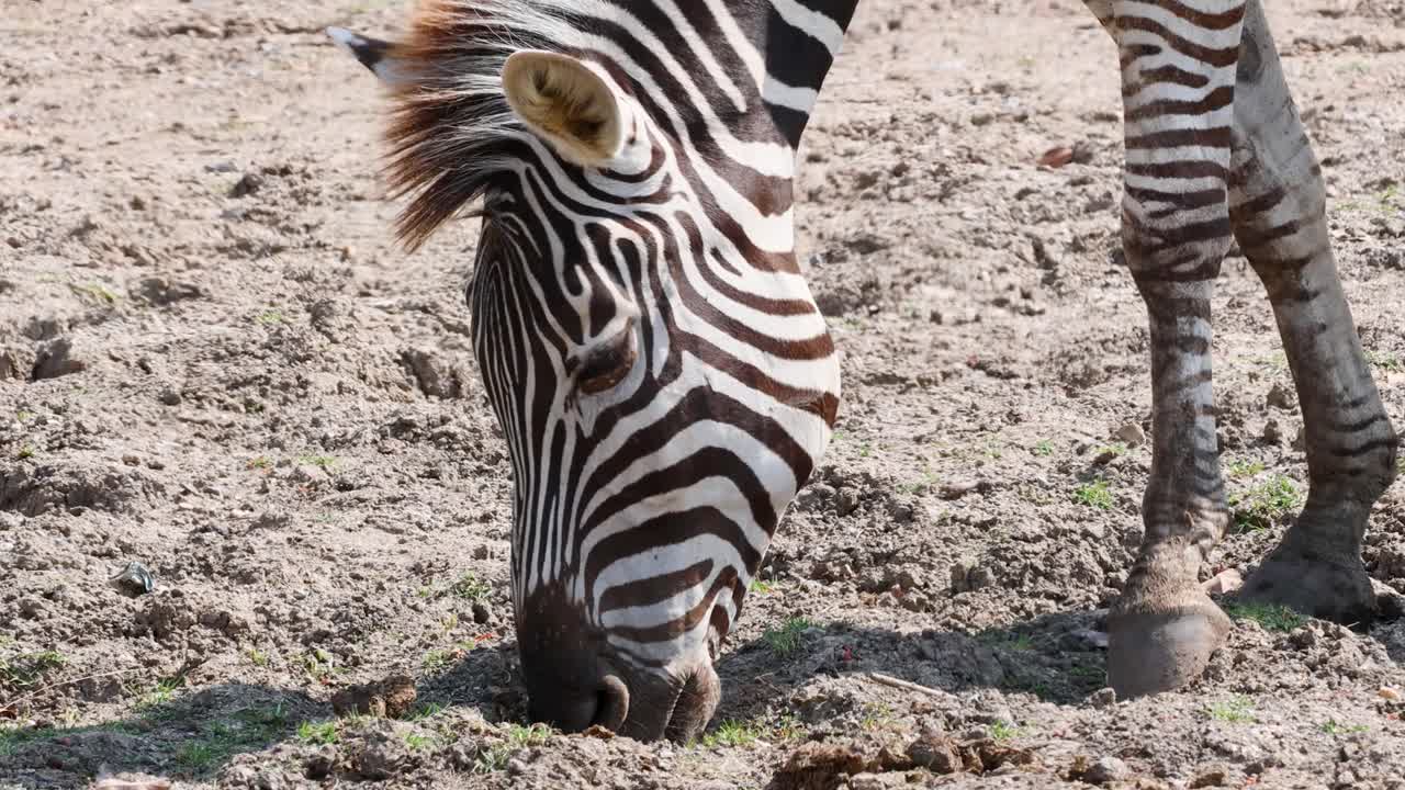 Plains zebra lowers head to graze on dry, sunlit savanna with minimal camera movement