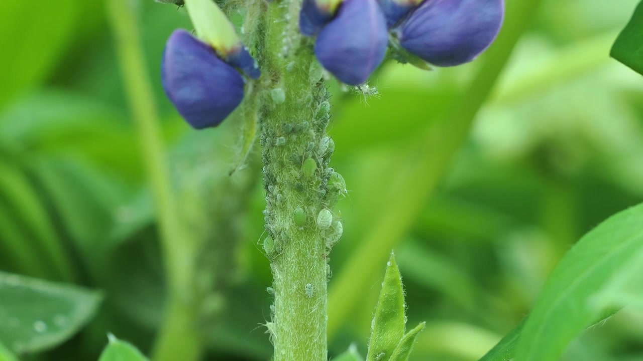 Lilla lupinblomst herjet av grå lupinbladlus.