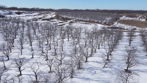 Snow-covered-land-of-cherry-orchard-in-Michigan,-aerial-drone-view