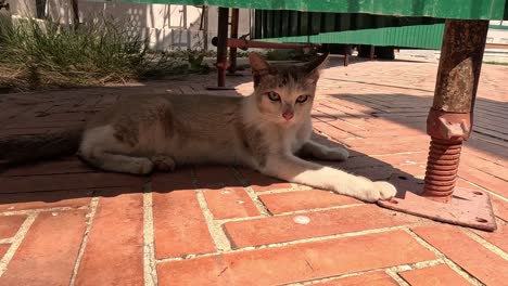 cat resting under a green awning on bricks