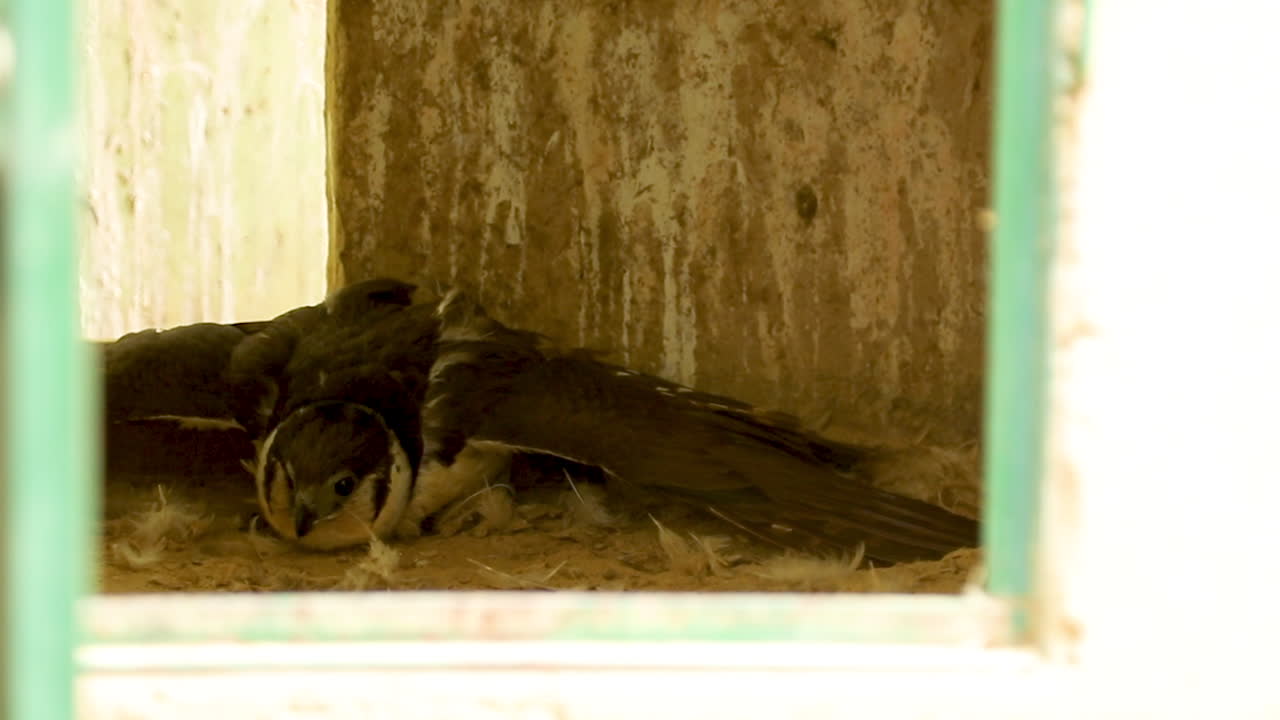 The collared forest falcon   in the nest
