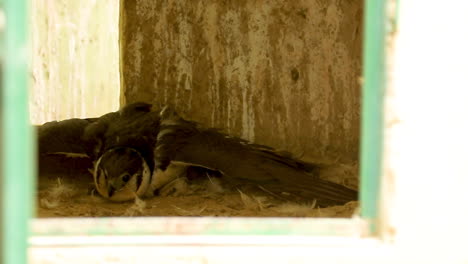 The-collared-forest-falcon---in-the-nest