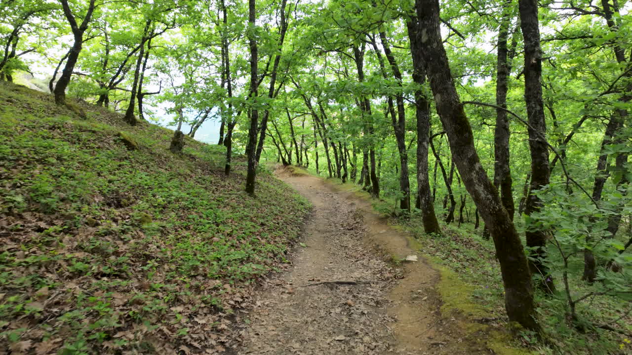 Un chemin de terre paisible serpente à travers des arbres verts luxuriants dans une forêt grecque sereine au printemps, idéal pour les projets liés à la nature et aux voyages.