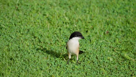 Actuación-En-&quot;The-Shrike&quot;-De-Cola-Larga-O-Pájaro-De-Cabeza-Negra-Toman-Vuelo-Desde-El-Césped-Cubierto-De-Hierba