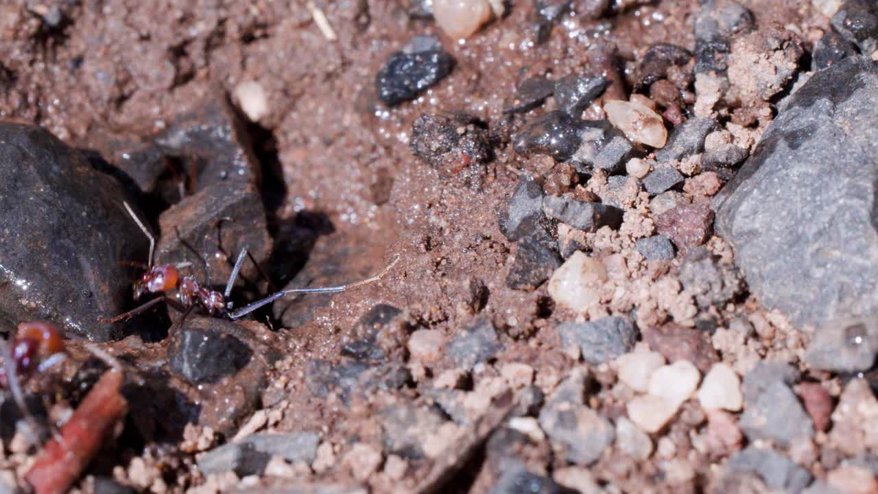 Several large ants quickly retreat into a nest entrance in damp, sunlit soil among rocks after rainfall, captured in a close-up, static shot