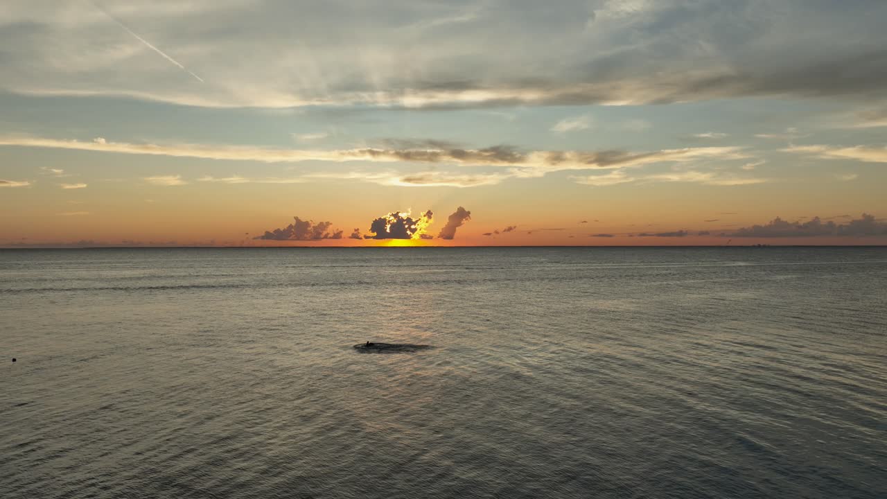 pelícanos fondea su presa en mobile bay en