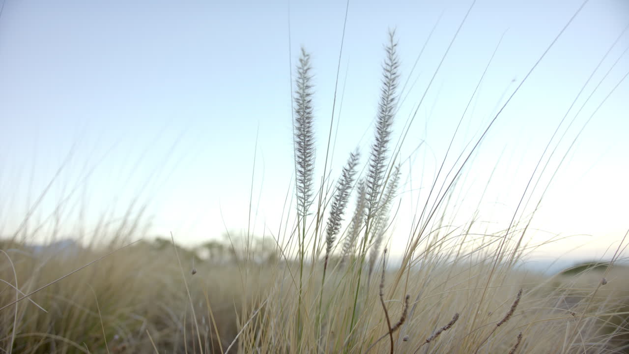Tall grass swaying gently in breeze during mountain hike, serene nature scene, copy space