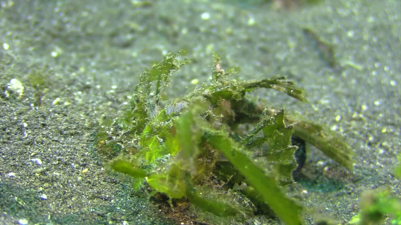 pez escorpión ambon verde caminando sobre fondo arenoso vista frontal de cerca, filamentos en la cabeza claramente visibles