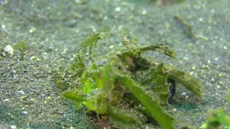 green-Ambon-scorpionfish-walking-over-sandy-bottom-front-view-close-up,-filaments-on-head-clearly-visible