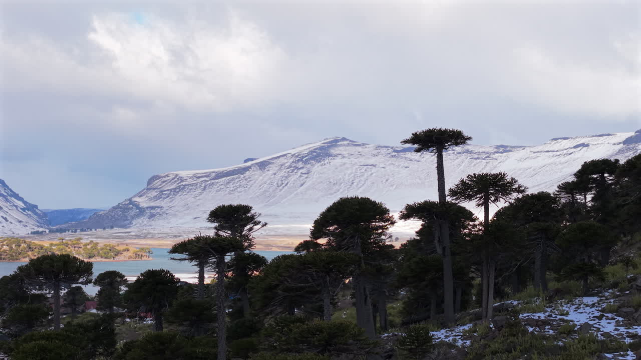 Right-tracking drone shot of monkey puzzle trees with snowy mountains and lake landscape in afternoon