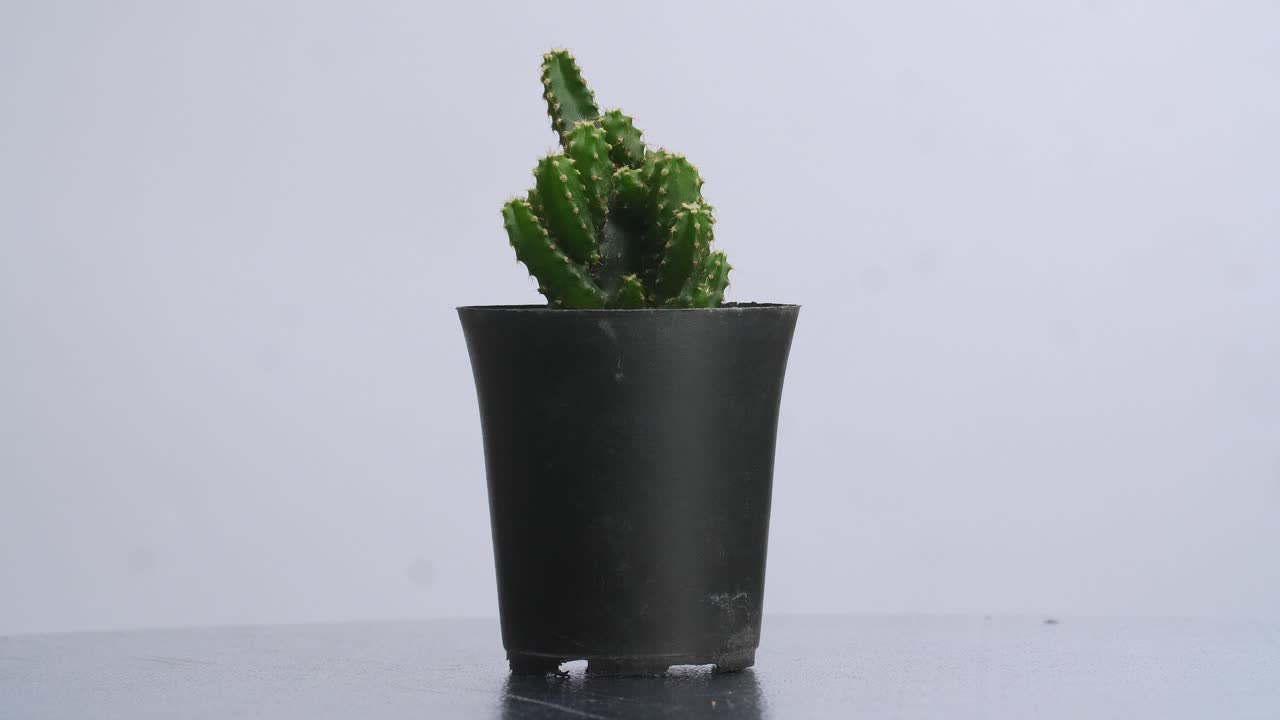 색 스크린 배경에 자신을 중심으로 회전하는 요정 성 투스 식물