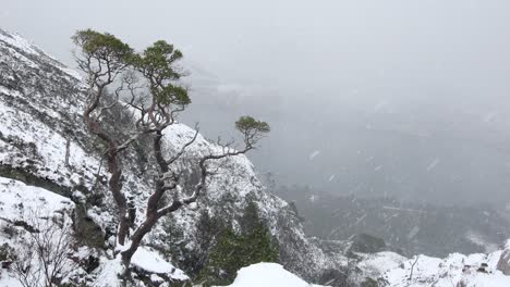 Snow-falling-in-Scots-pine-forest,-Beinn-Eighe,-Scotland