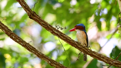 un martín pescador de árboles y una de las aves más hermosas que se encuentran en tailandia dentro de las selvas tropicales