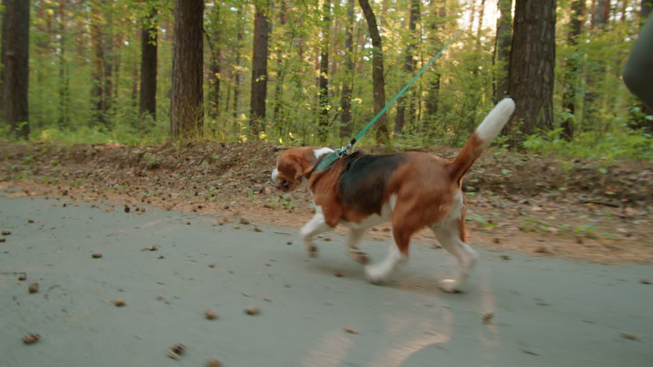 숲에서 산책하는 개