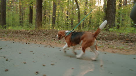 Perro caminando en el bosque