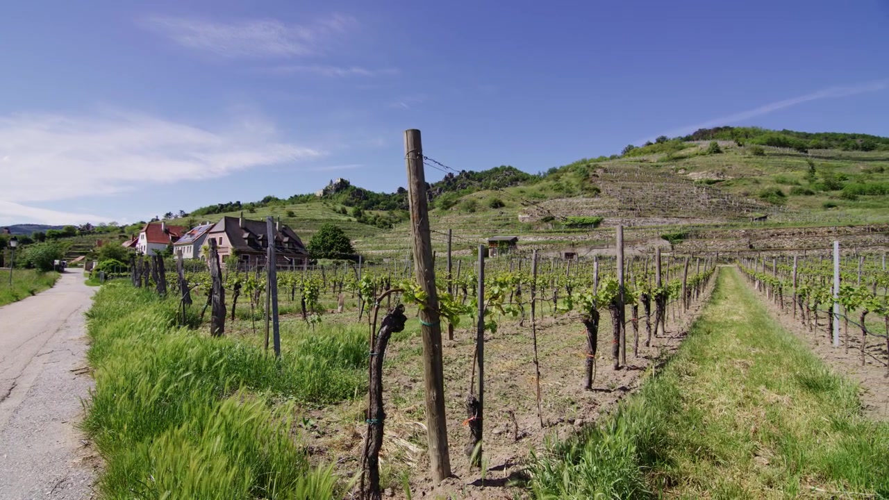 Großes Weingut für weiße Trauben in den Dürnsteiner Weingärten.