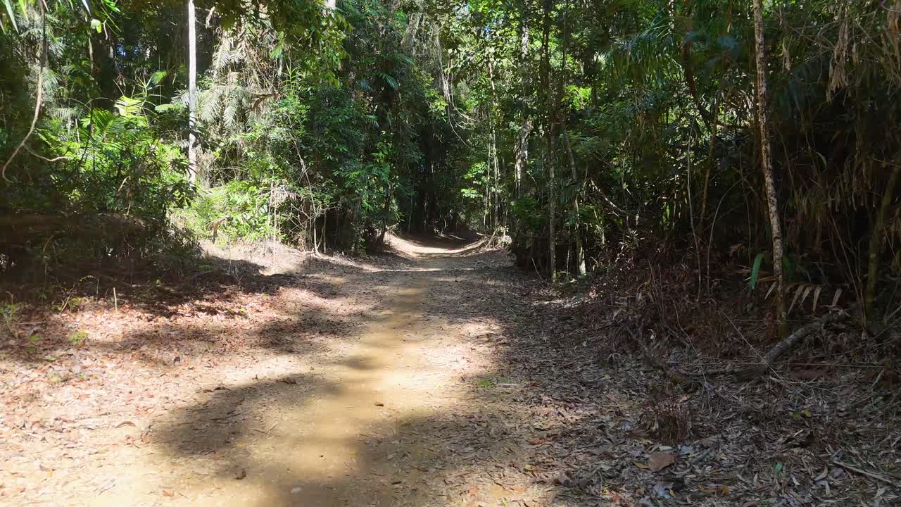 Aerial view of a winding path through dense rainforest, showcasing vibrant greenery and natural light