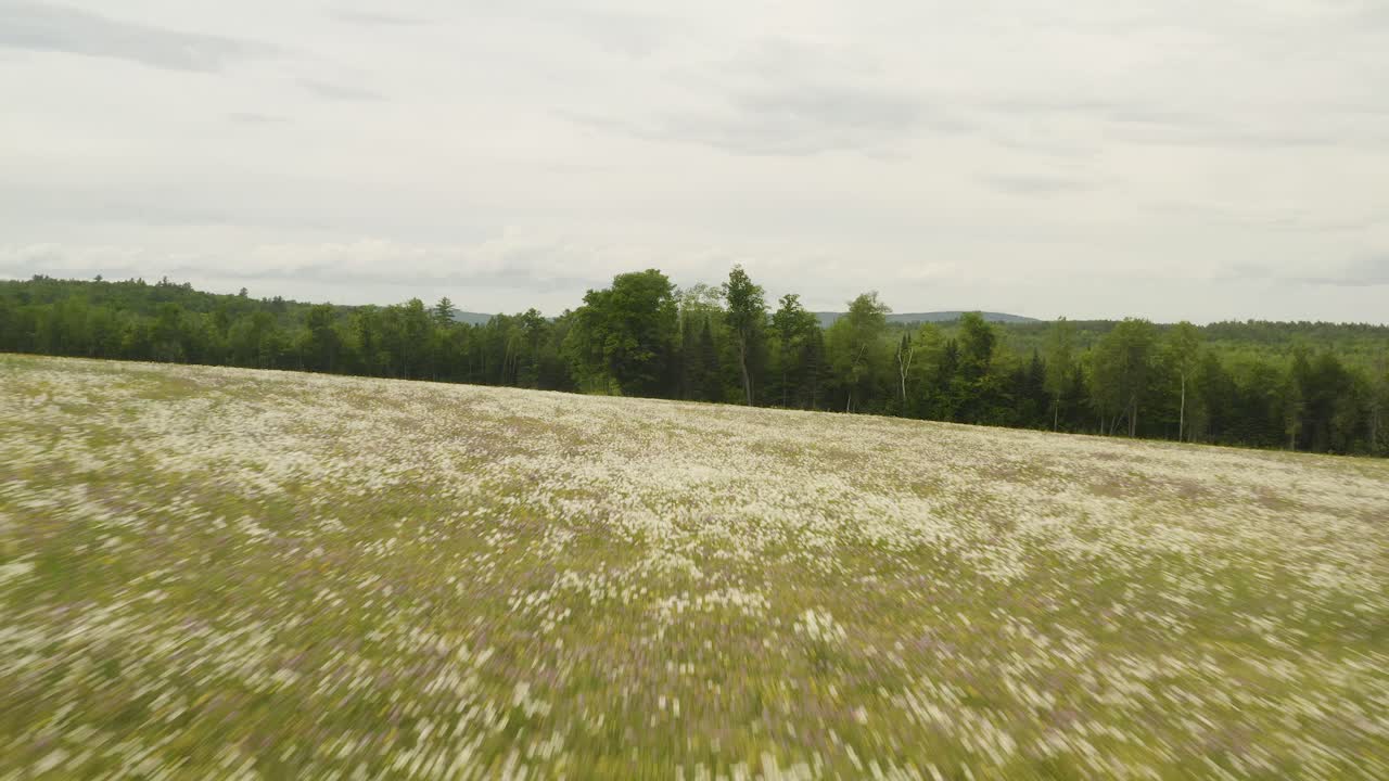 пролетая над полем, изобилующим цветущими полевыми цветами