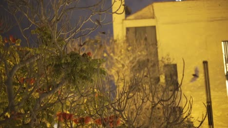 huge number of bats hover and feed on flowers that have bloomed in the city of lima at night