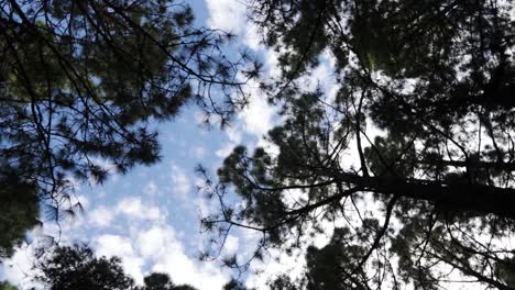 Mirando-Hacia-Arriba-En-Un-Bosque-De-Pinos-Con-Un-Cielo-Azul-Nublado-En-El-Fondo-Mientras-La-Cámara-Gira,-Tenerife