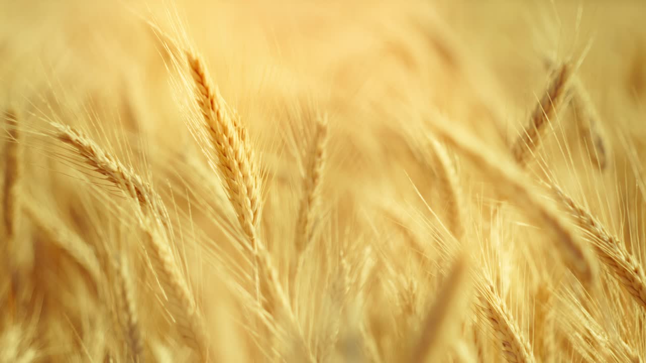 A truly cinematic shot of golden wheat swaying in the summer breeze, bathed in warm sunlight. Captures the peaceful, abundant beauty of nature