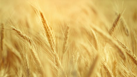 a truly cinematic shot of golden wheat swaying in the summer breeze, bathed in warm sunlight. captures the peaceful, abundant beauty of nature
