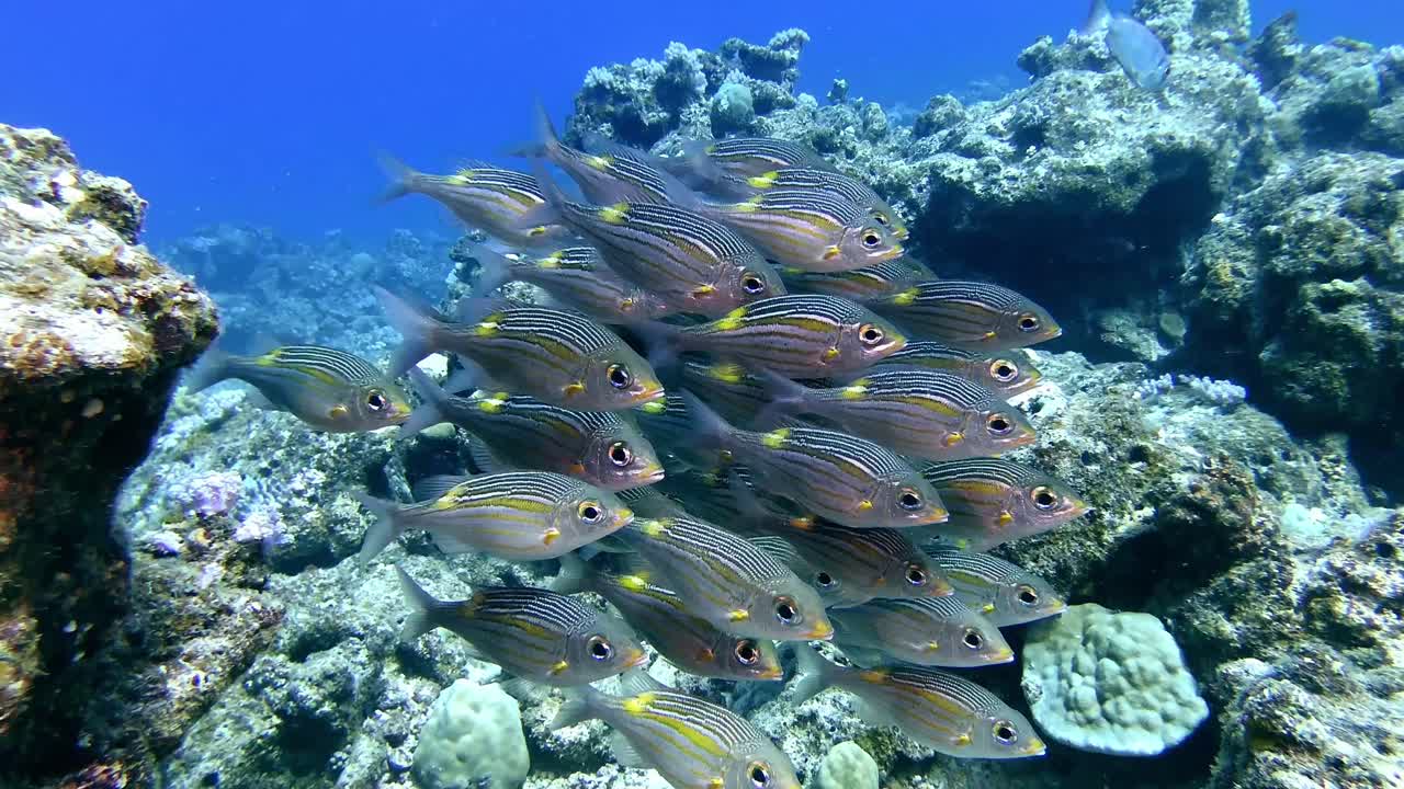 School of small fish moving above coral reefs in Mauritius clear tropical sea, dense pack with pulsating colors