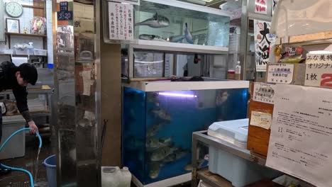 vendor tending to puffer fish tank in japan.