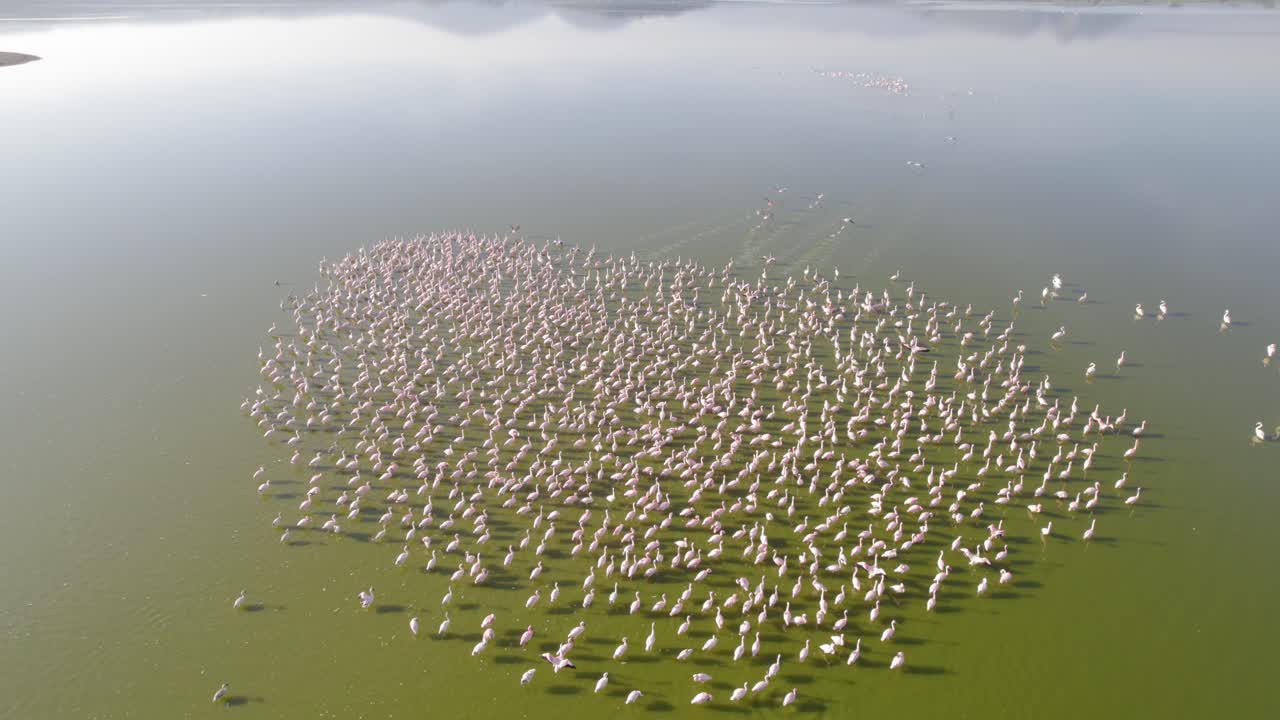 дрон снимает фламинго на озере элементаита в кении