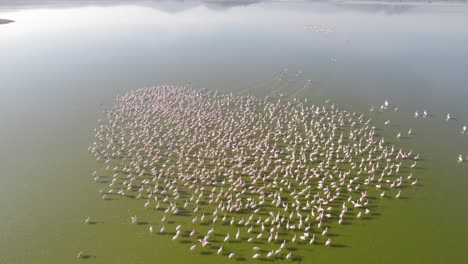 Aerial-drone-shot-of-flamingos-on-lake-elementaita-kenya