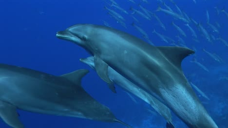 beautiful shot of a bottlenose dolphins, tursiops truncatus approach from below in clear blue water of the south pacific ocean and get close to the camera and pass