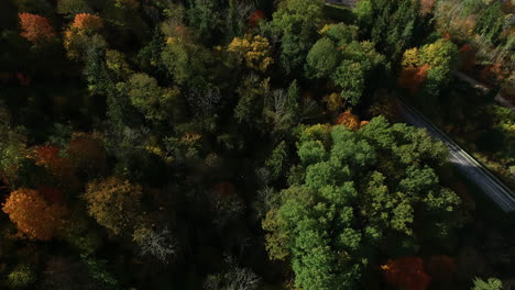 Disparo-De-Drones-Volando-Sobre-Un-Hermoso-Bosque-Verde-Exuberante-Con-Carretera-Y-Río