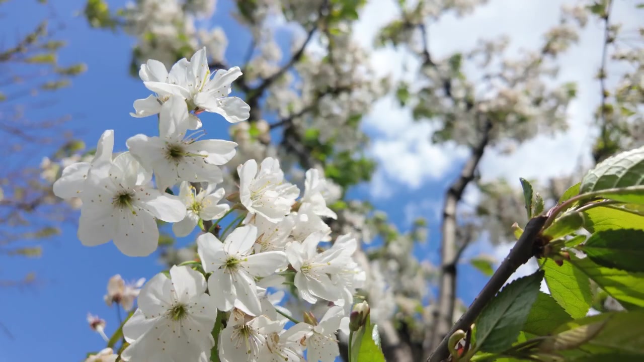 White blossoms blooming on tree branches under bright sunlight during spring