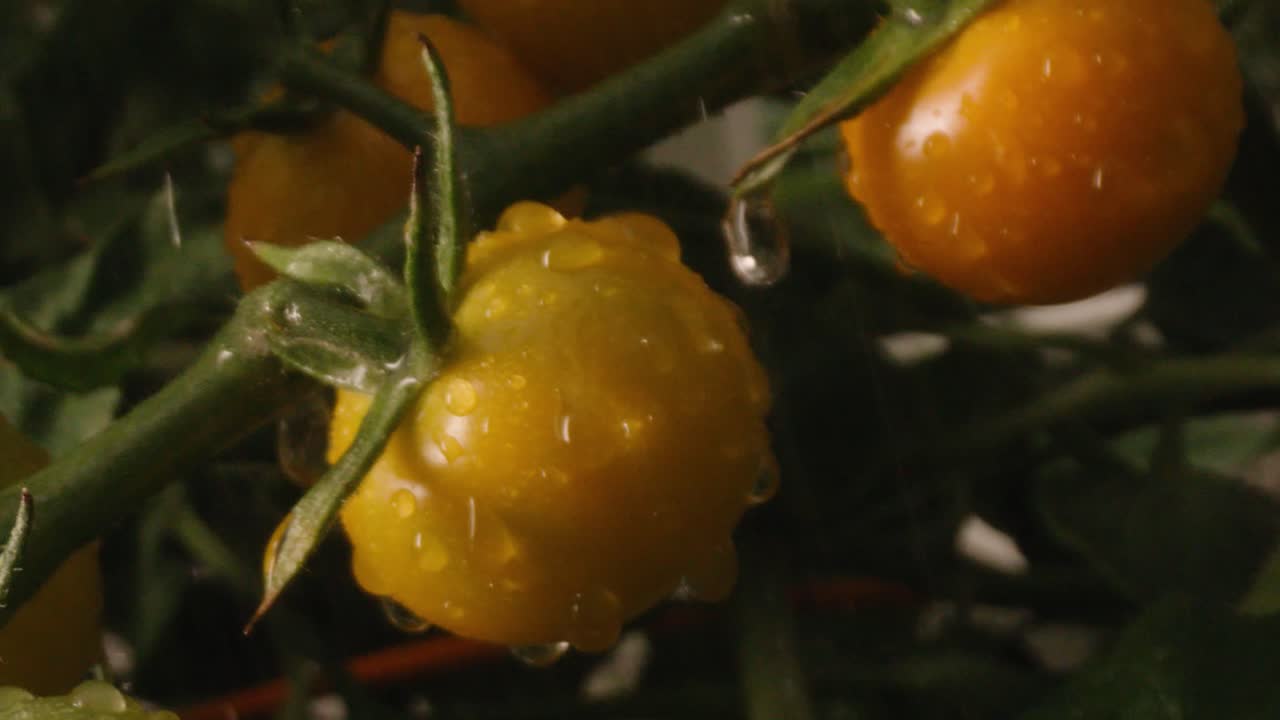 포도나무에서 자라는 토마토에 물비가 튀었다