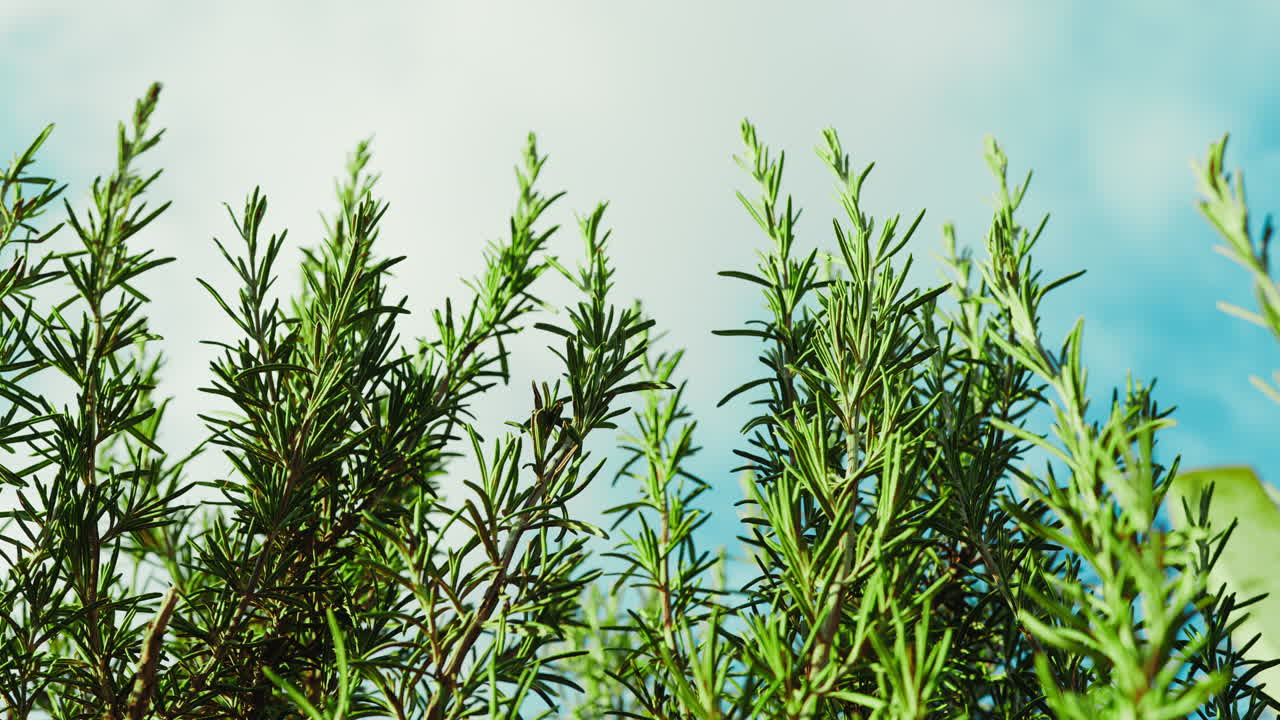 Aromatic Rosemary Plant Against a Sky Background in Puglia