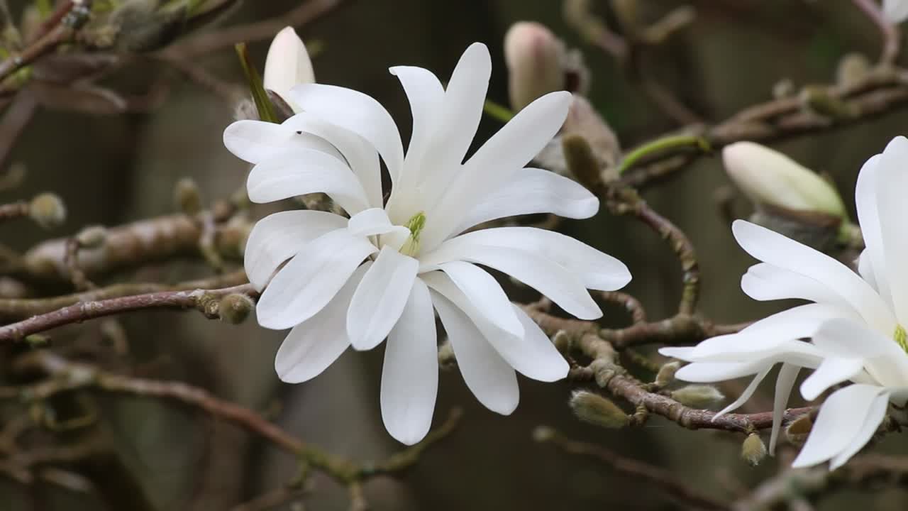 Flor individual de la Magnolia Royal Star en primavera