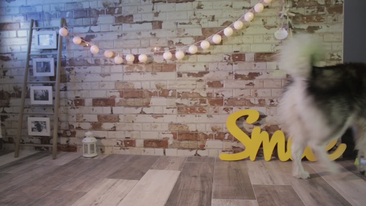 Husky posing like a Hawaii, is a very elegant dog,  alaska dog travel advertising, image of animals with warm tones and earth colors, brown, beige, white, yellow, hawaii flowers, brick background