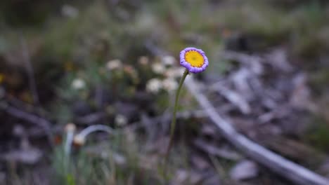 un primer plano orbitando alrededor de una flor morada en la región alpina de australia