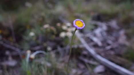 eine nahaufnahme, die um eine violette blume in der australischen alpenregion kreist