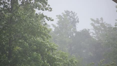 árboles-Que-Soplan-En-El-Viento-Durante-La-Tormenta-4