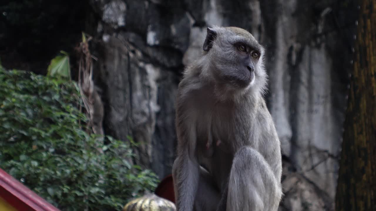 curioso macaco de cola larga observando el entorno en la escalera de las cuevas de batu, selangor, malasia: de cerca