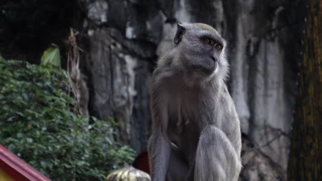 Curious-Long-tailed-Macaque-Observing-Surroundings-at-Batu-Caves-Staircase,-Selangor,-Malaysia:-Close-Up