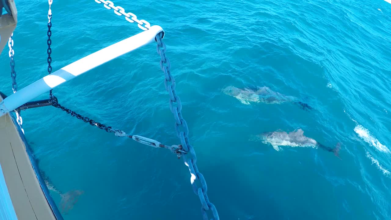 돌고래 무리가 푸른 바다를 항해하는 요트 옆에서 놀고 수영합니다.