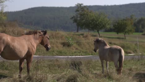 horses stand peacefully in a sunny farmyard, basking in warm sunlight. the scene embodies rural life, animal care, nature, and the serene bond between horses and their natural environment.